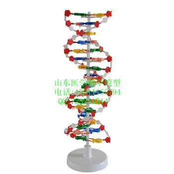 Модель структуры ДНК модель образовательного оборудования школьные принадлежности